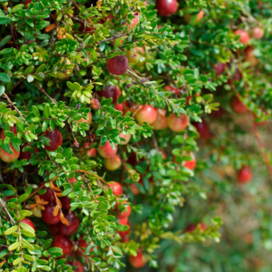 Plant de canneberge early black (cranberry) bio – La Ferme de Sainte Marthe