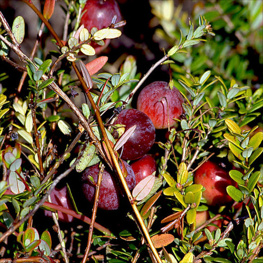 Plant de canneberge pilgrim (cranberry) bio – La Ferme de Sainte Marthe