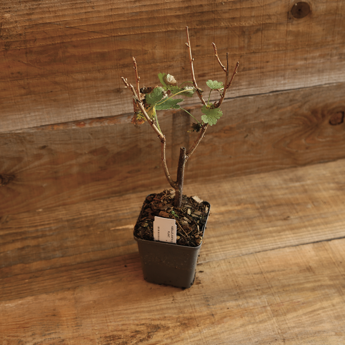 Plant de caseille en pot bio – La Ferme de Sainte Marthe