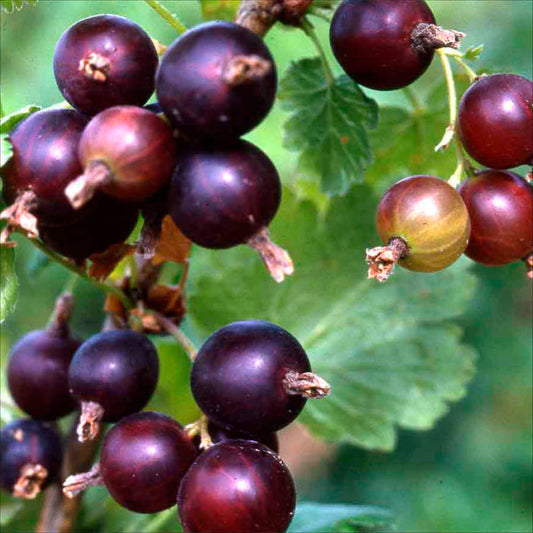 Plant de caseille josta bio – La Ferme de Sainte Marthe