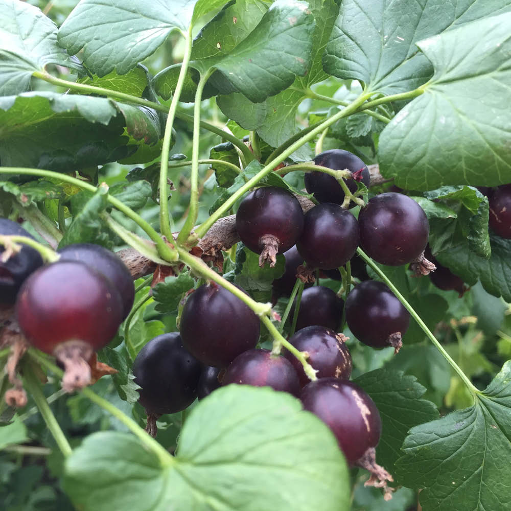 Plant de caseille rita bio – La Ferme de Sainte Marthe