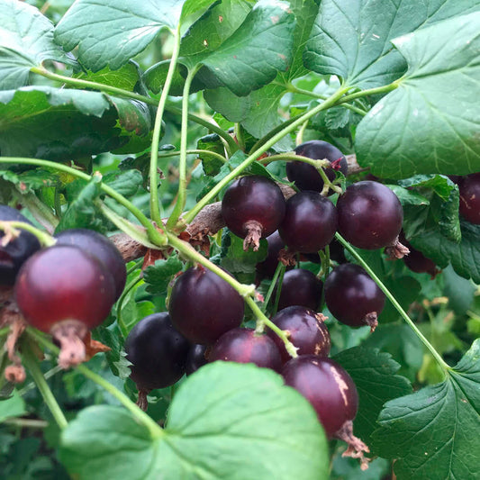 Plant de caseille rita bio – La Ferme de Sainte Marthe