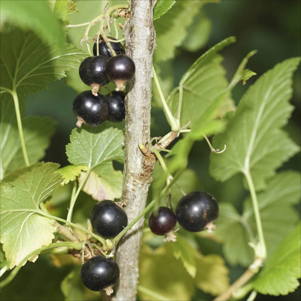 Plant de cassis bigno bio – La Ferme de Sainte Marthe