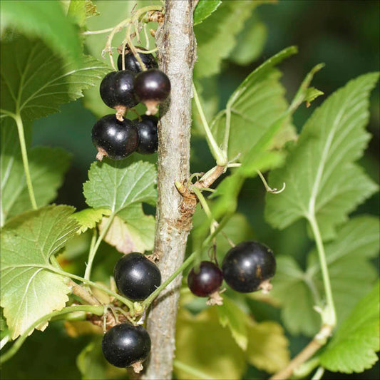 Plant de cassis bigno bio – La Ferme de Sainte Marthe