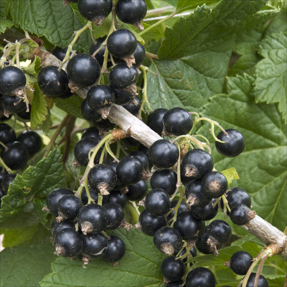 Plant de cassis black marble bio – La Ferme de Sainte Marthe