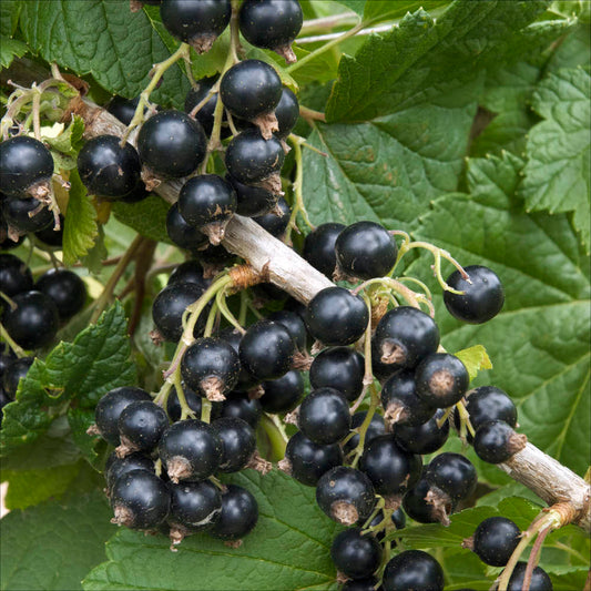 Plant de cassis black marble bio – La Ferme de Sainte Marthe