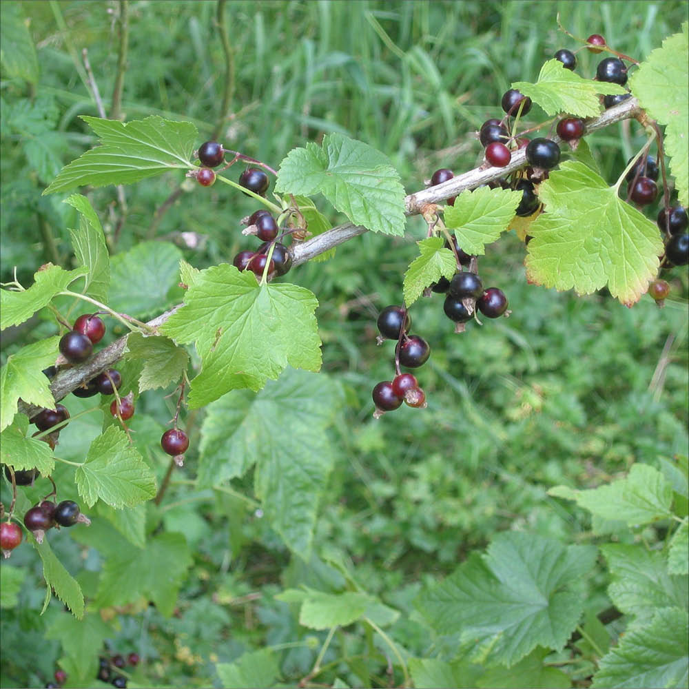 Plant de cassis black n' red bio – La Ferme de Sainte Marthe