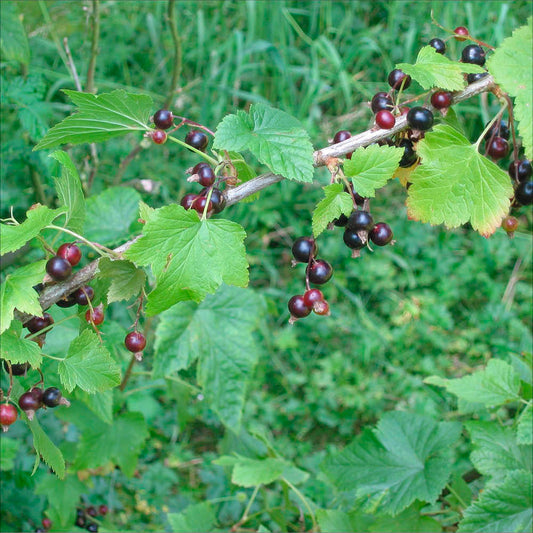 Plant de cassis black n' red bio – La Ferme de Sainte Marthe