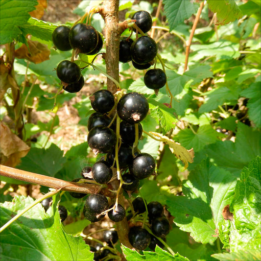 Plant de cassis blackdown bio – La Ferme de Sainte Marthe