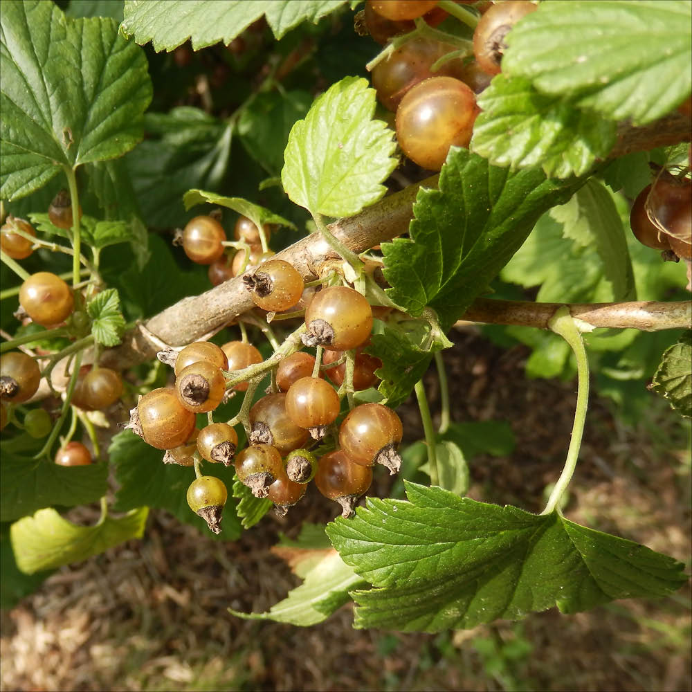 Plant de cassis blanc bio – La Ferme de Sainte Marthe