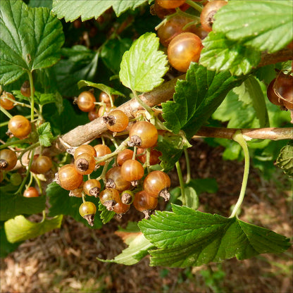 Plant de cassis blanc bio – La Ferme de Sainte Marthe