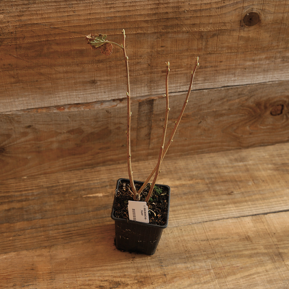 Plant de cassis en pot bio – La Ferme de Sainte Marthe