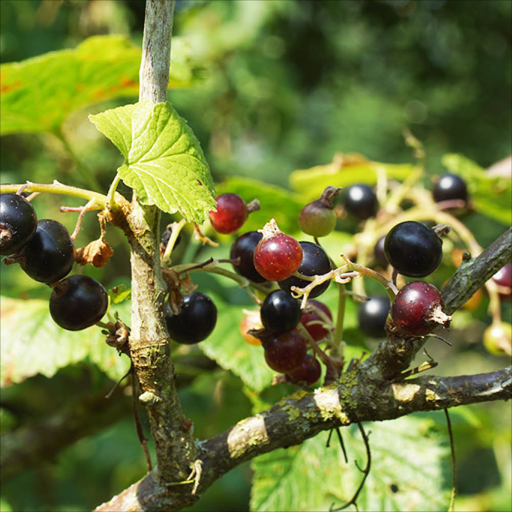 Plant de cassis géant de boskoop bio – La Ferme de Sainte Marthe