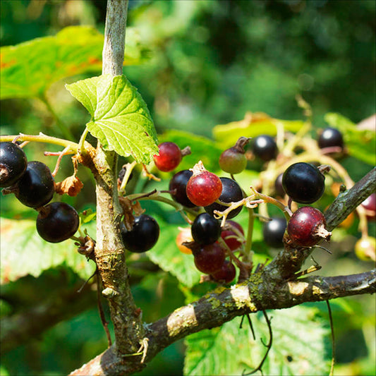 Plant de cassis géant de boskoop bio – La Ferme de Sainte Marthe