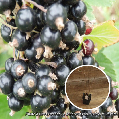 Plant de cassis neva bio – La Ferme de Sainte Marthe