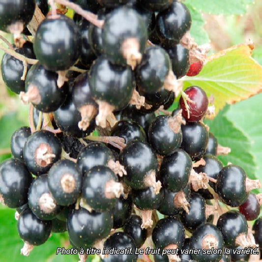 Plant de cassis neva bio – La Ferme de Sainte Marthe