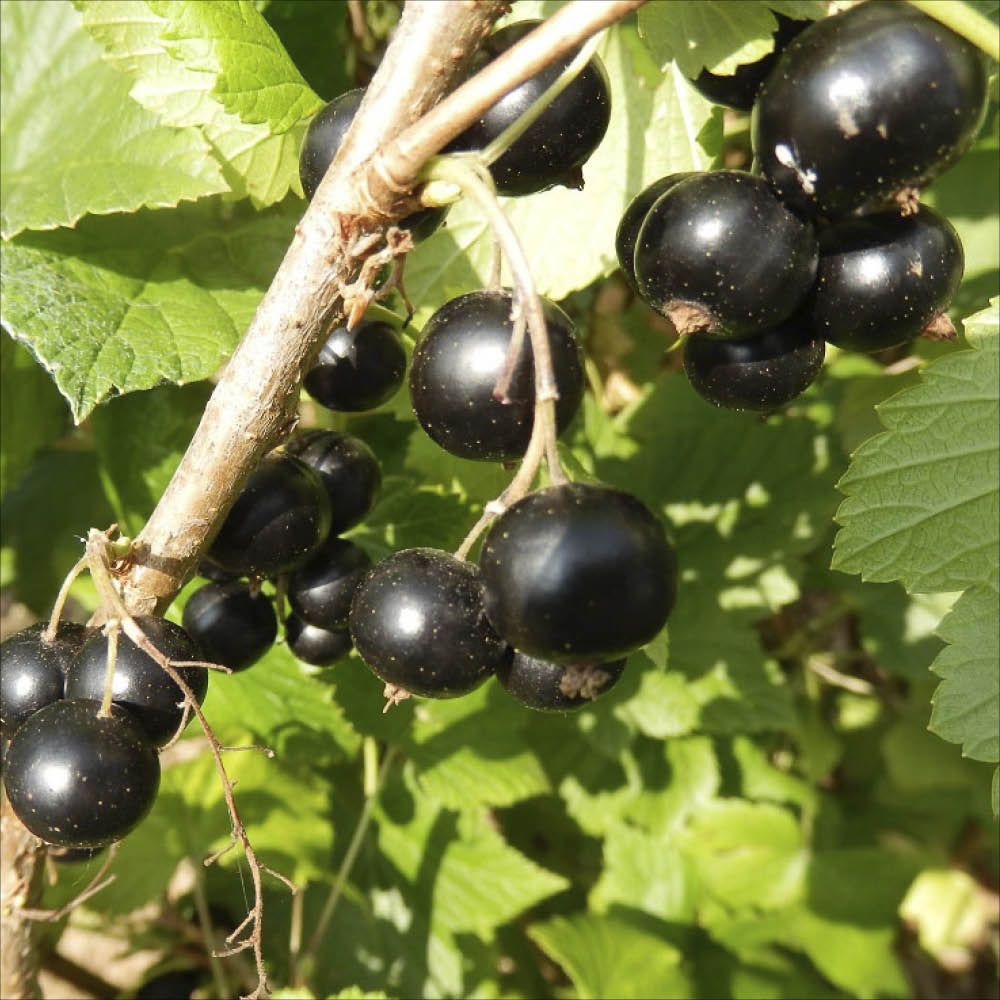 Plant de cassis noir andega bio – La Ferme de Sainte Marthe