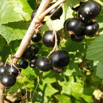 Plant de cassis noir andega bio – La Ferme de Sainte Marthe
