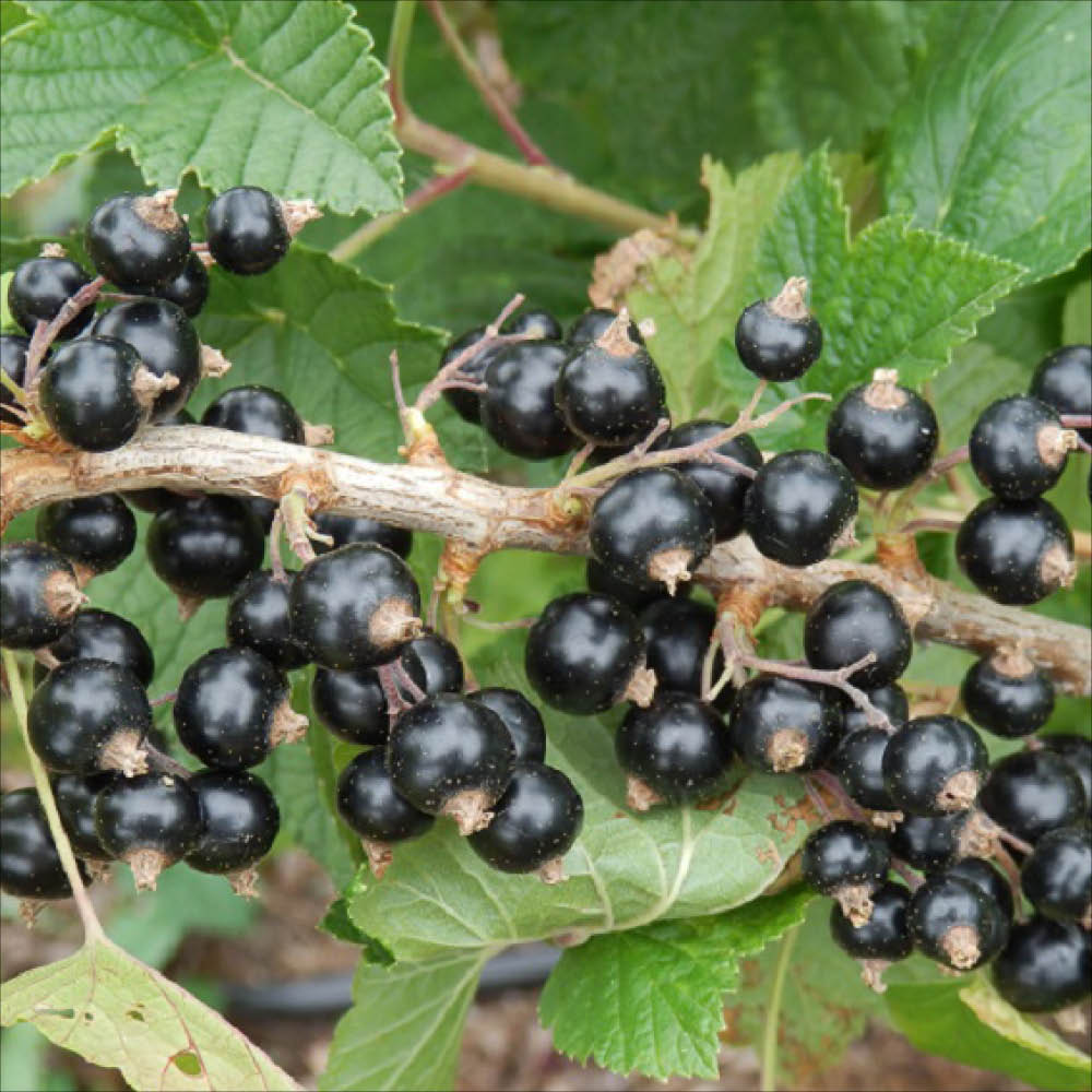 Plant de cassis noir de bourgogne bio – La Ferme de Sainte Marthe