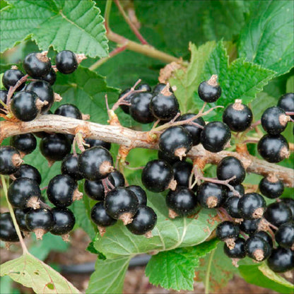 Plant de cassis noir de bourgogne bio – La Ferme de Sainte Marthe