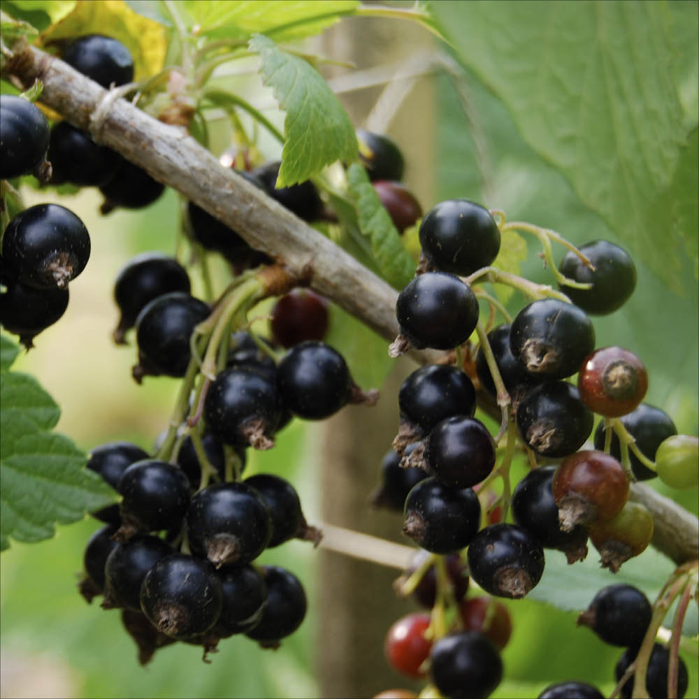 Plant de cassis noiroma bio – La Ferme de Sainte Marthe