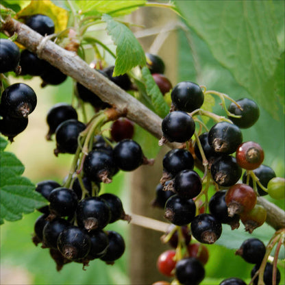 Plant de cassis noiroma bio – La Ferme de Sainte Marthe