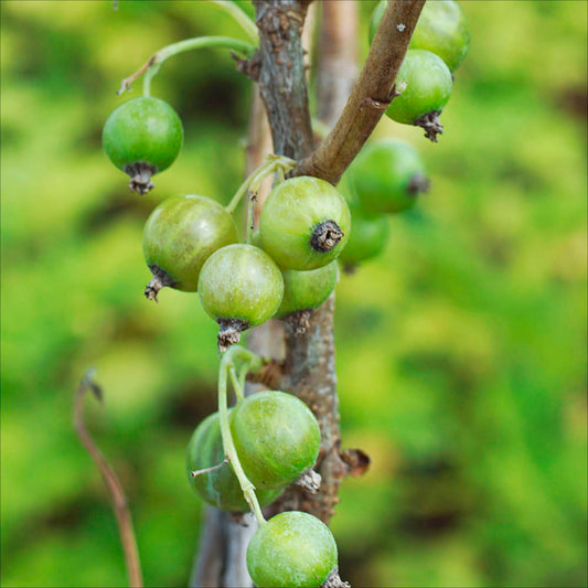 Plant de cassis ojeblanc bio – La Ferme de Sainte Marthe