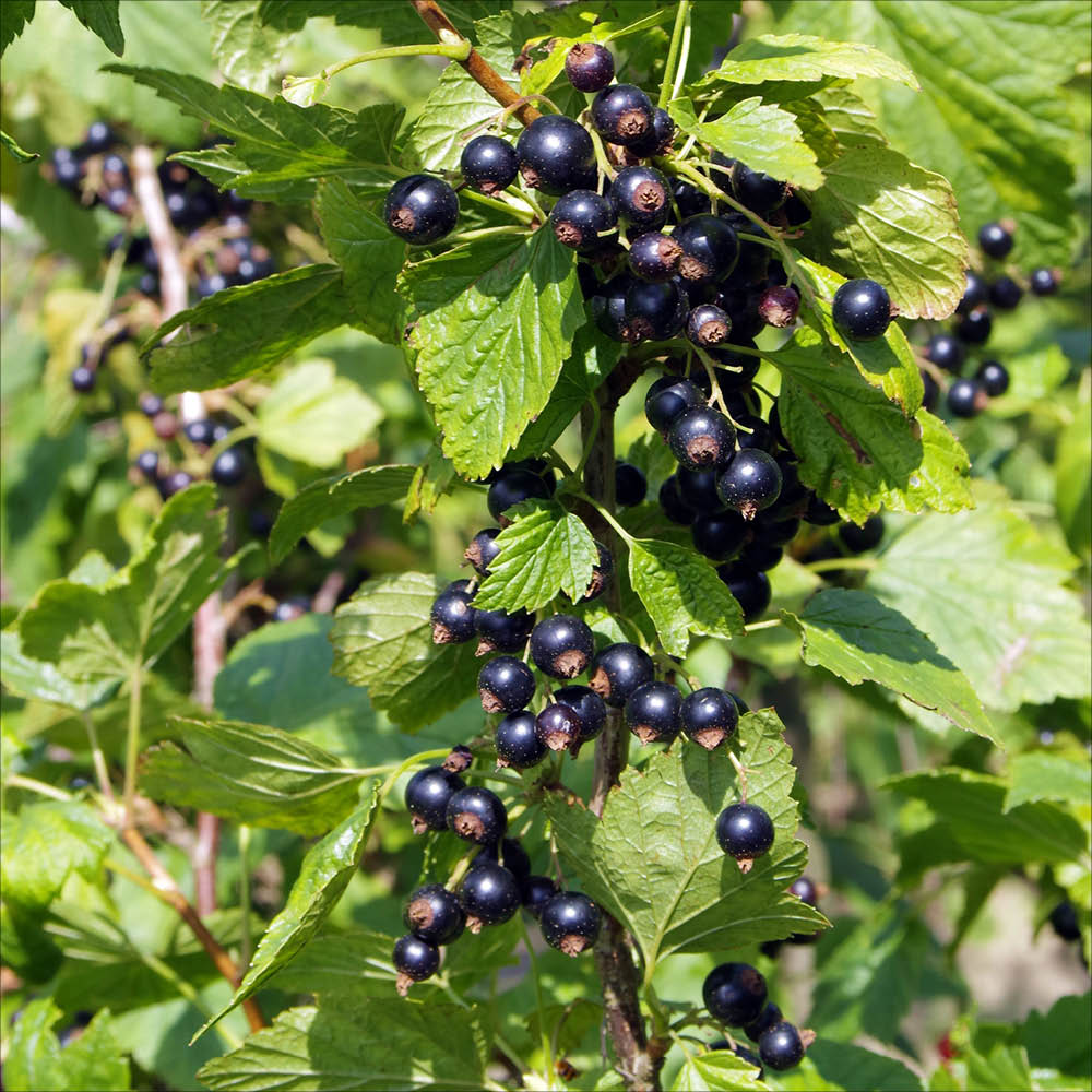 Plant de cassis royal de naples bio – La Ferme de Sainte Marthe