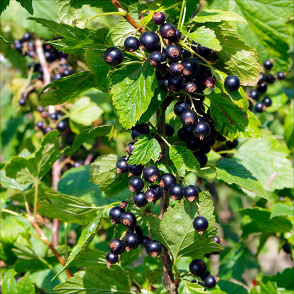 Plant de cassis royal de naples bio – La Ferme de Sainte Marthe