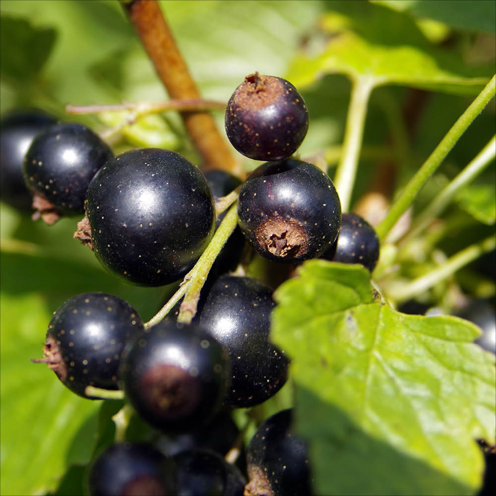Plant de cassis titania bio – La Ferme de Sainte Marthe
