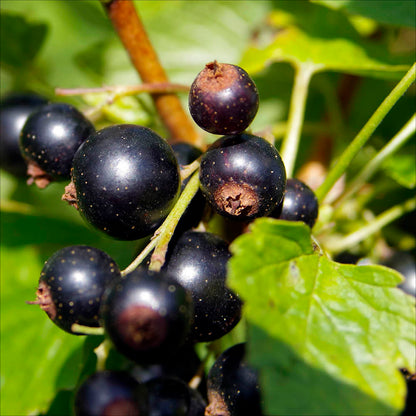 Plant de cassis titania bio – La Ferme de Sainte Marthe
