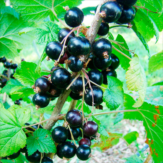 Plant de cassis tradimel bio – La Ferme de Sainte Marthe