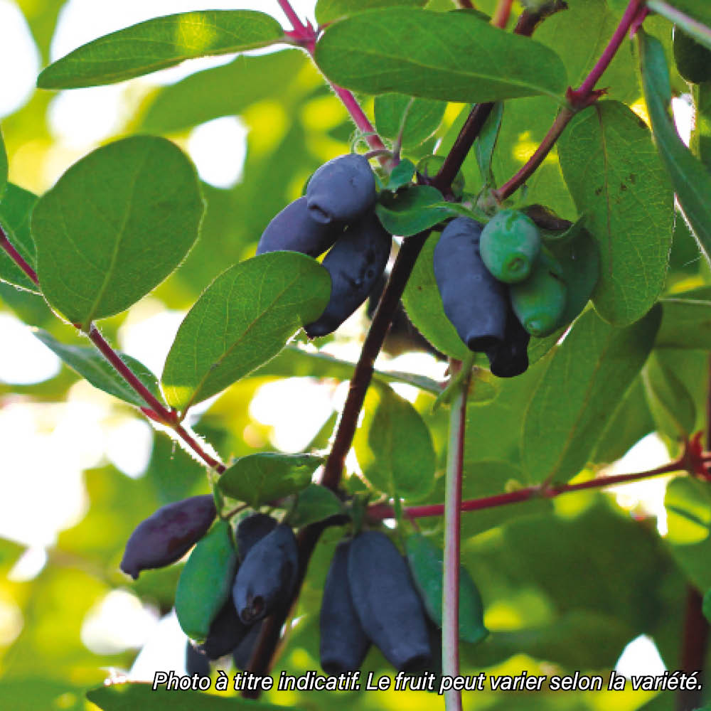 Plant de chèvrefeuille bio – La Ferme de Sainte Marthe