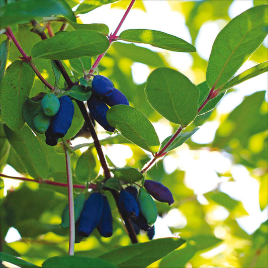 Plant de chèvrefeuille comestible bio – La Ferme de Sainte Marthe