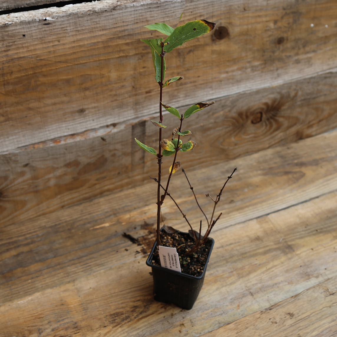 Plant de chèvrefeuille comestible en pot – La Ferme de Sainte Marthe