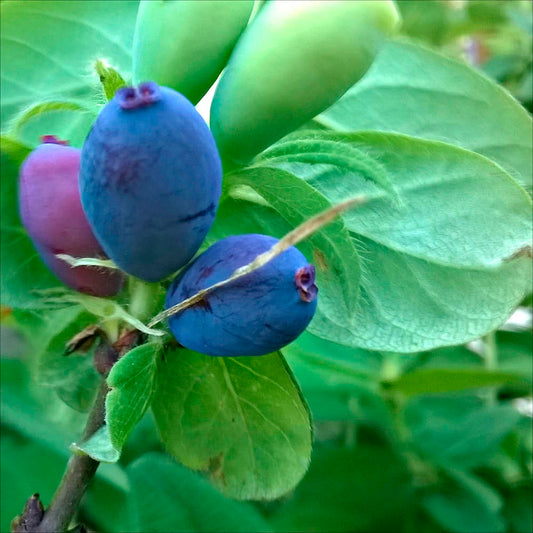 Plant de chèvrefeuille navy – La Ferme de Sainte Marthe