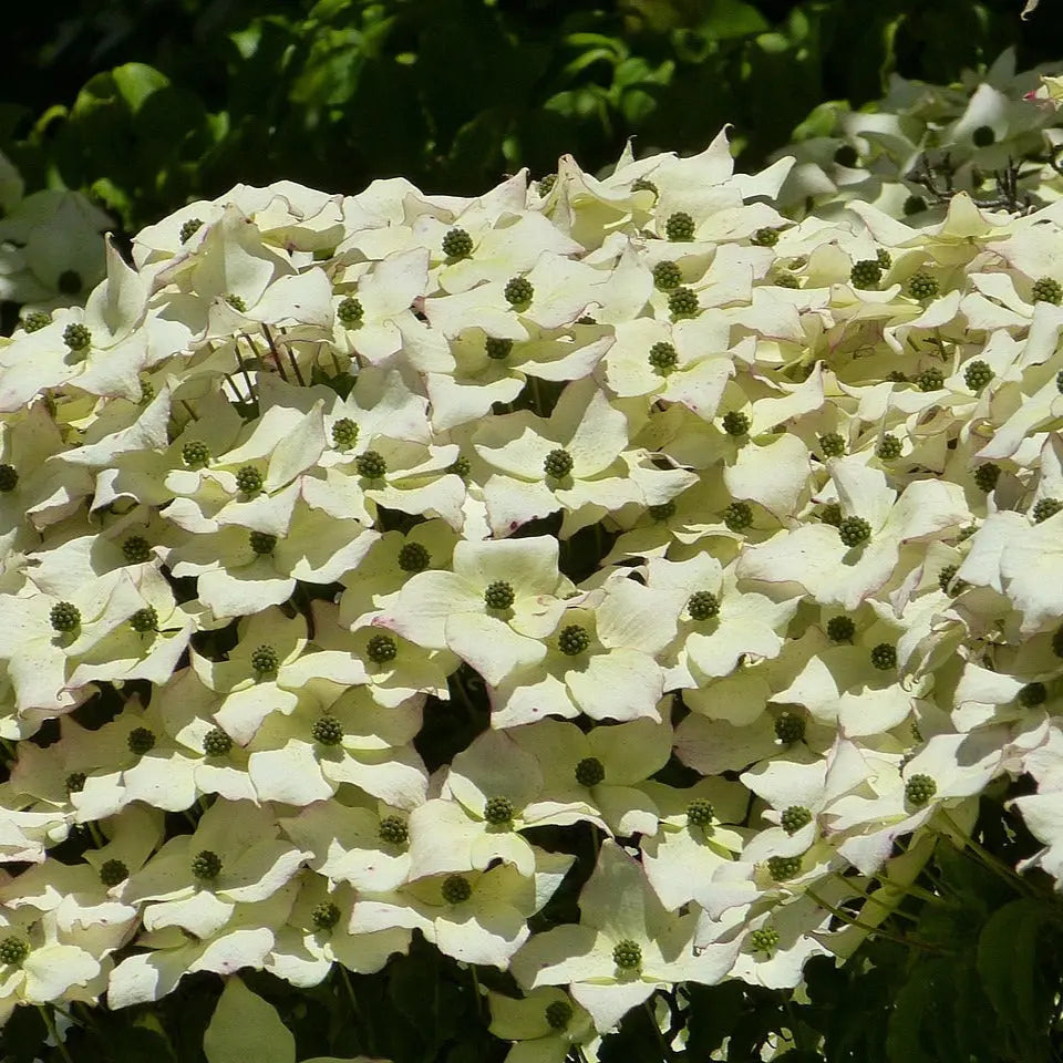 Plant de cornouiller de l'himalaya bio – La Ferme de Sainte Marthe