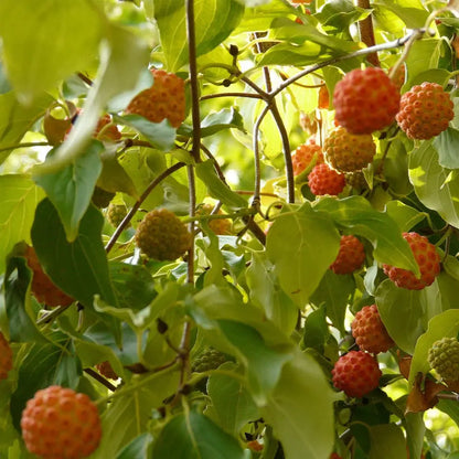 Plant de cornouiller de l'himalaya bio – La Ferme de Sainte Marthe