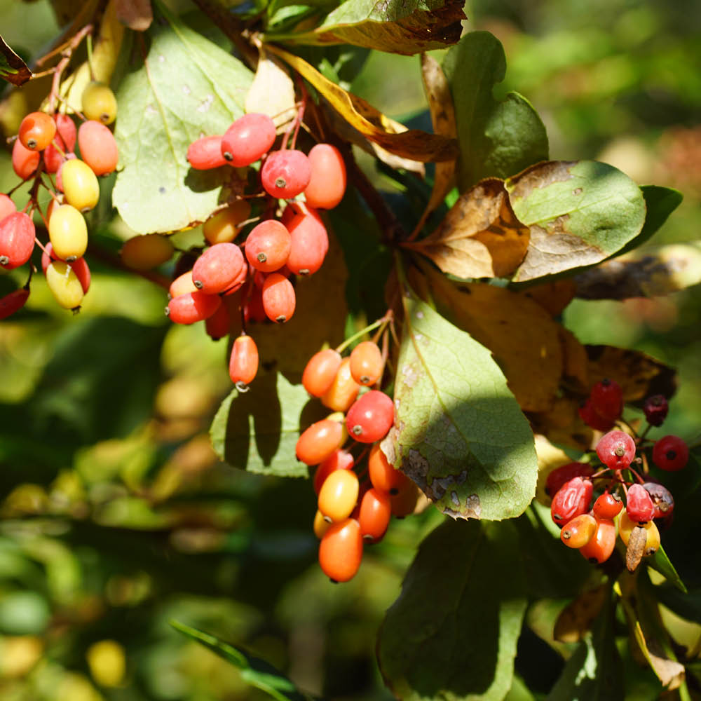 Plant d'épine vinette bio – La Ferme de Sainte Marthe