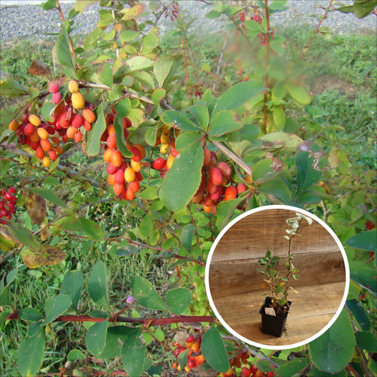 Plant d'épine vinette de corée berberis koreana red tears bio – La Ferme de Sainte Marthe