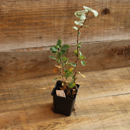 Plant d'épine vinette en pot bio – La Ferme de Sainte Marthe