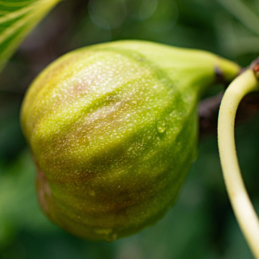 Plant de figuier goutte d'or bio – La Ferme de Sainte Marthe