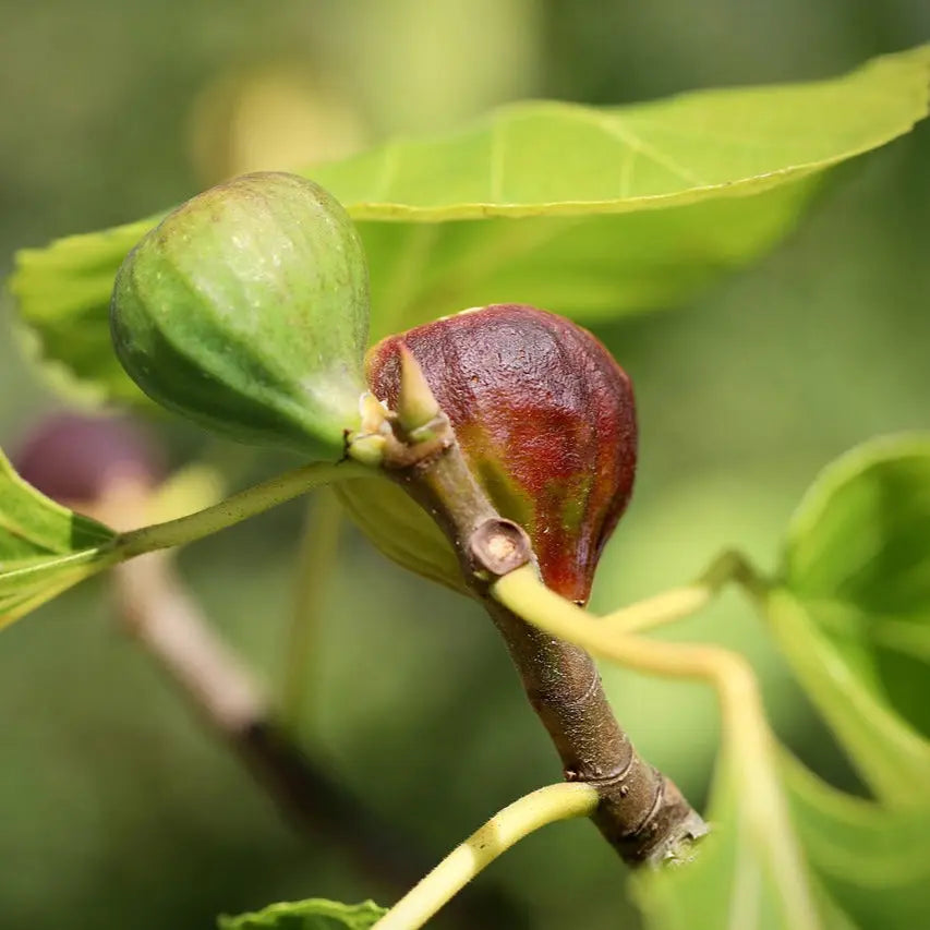 Plant de figuier madeleine des 2 saisons bio – La Ferme de Sainte Marthe