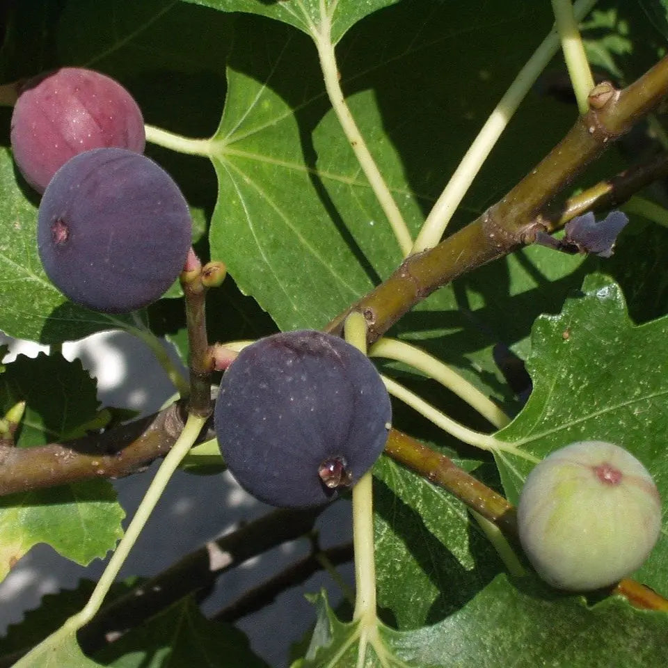 Plant de figuier ronde de bordeaux bio – La Ferme de Sainte Marthe