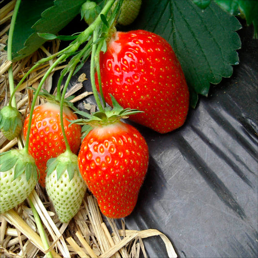 Plant de fraisier anabelle bio – La Ferme de Sainte Marthe
