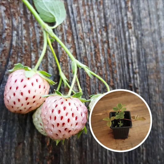 Plant de fraisier ananas (anablanca) bio – La Ferme de Sainte Marthe