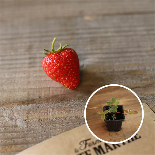 Plant de fraisier belle et bonne bio – La Ferme de Sainte Marthe