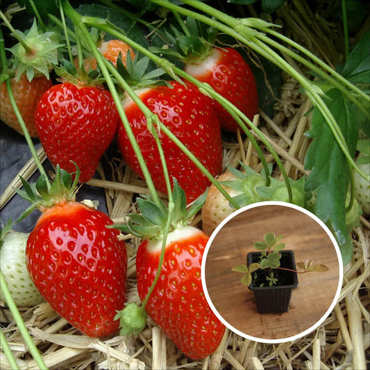 Plant de fraisier belrubi bio – La Ferme de Sainte Marthe