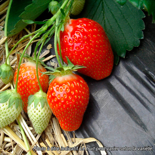Plant de fraisier bio – La Ferme de Sainte Marthe
