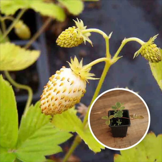 Plant de fraisier blanche des bois bio – La Ferme de Sainte Marthe